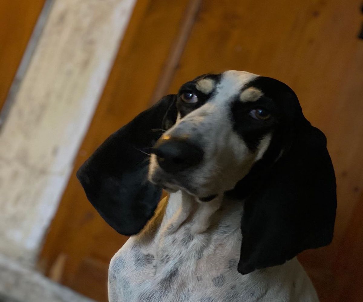 Ariègeois: storia e origine di questo cane nobile, dal sangue blu