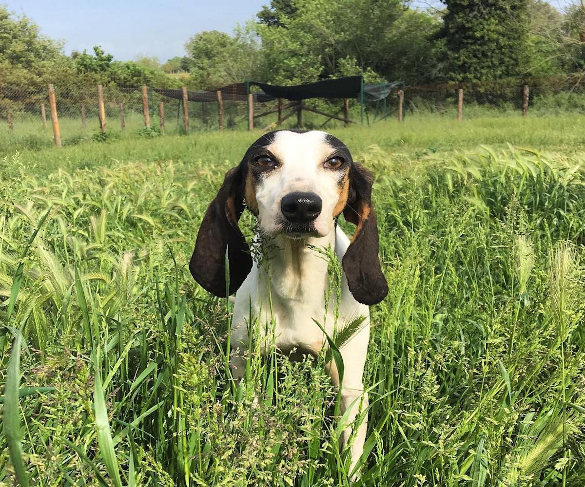 cagnolino osserva curioso la telecamera