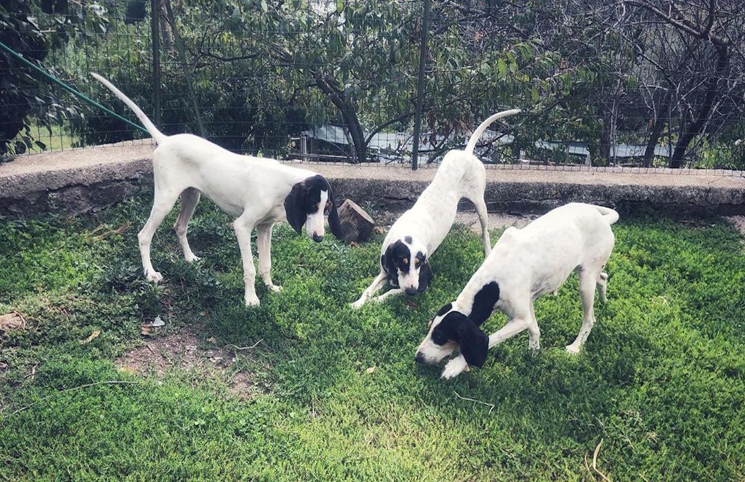 cagnoloni si divertono insieme