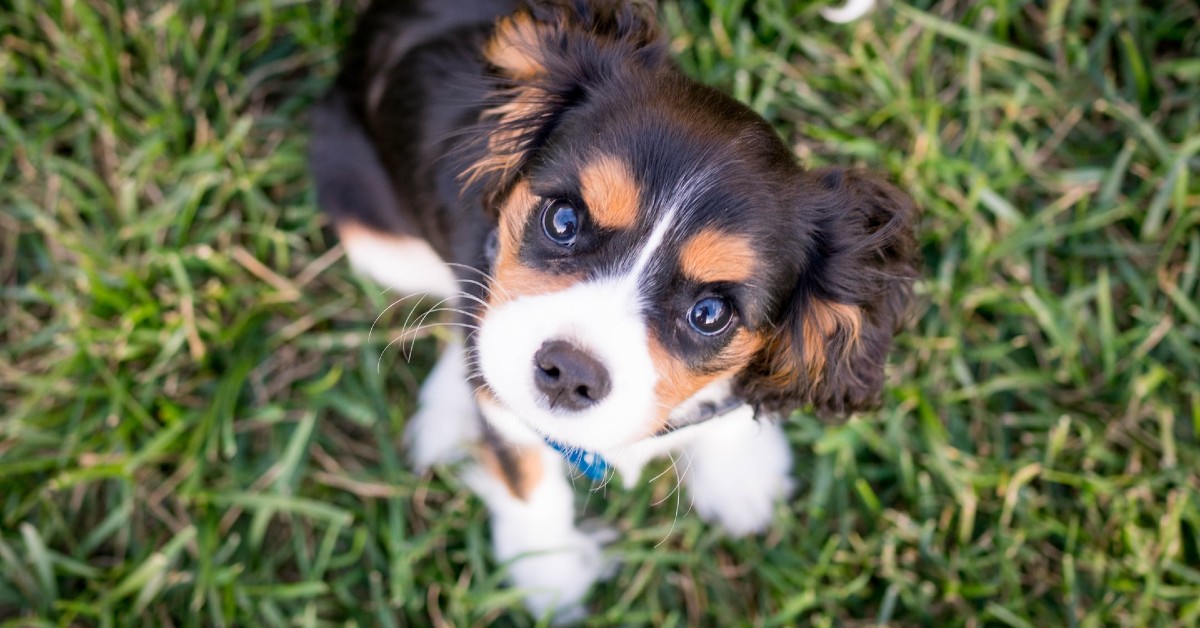 Cucciolo di cane lasciato solo: come reagisce e come farlo stare calmo