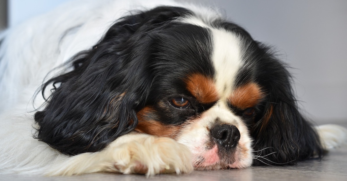 Autolesionismo delle zampe del cane: cosa la causa e che cosa fare