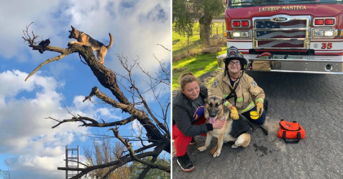 Baby, il pastore tedesco rimasto bloccato su un albero (VIDEO)