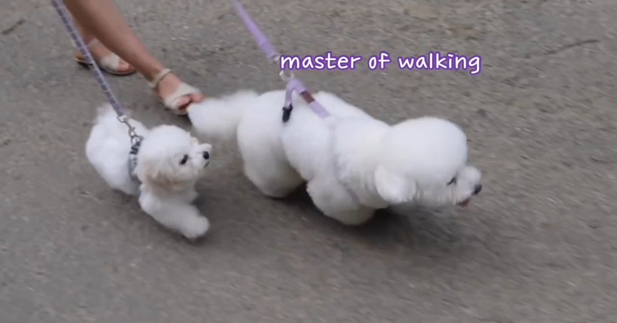 Barboncino esce per fare la prima passeggiata (VIDEO)