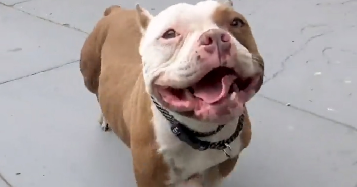 Bea, la cagnolina pitbull abbandonata perché “diversa” (VIDEO)