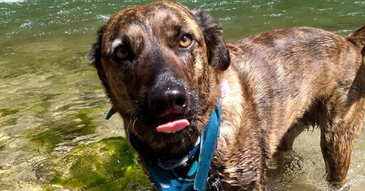 Beau, il cagnolino smarrito finito su un’isola (FOTO)