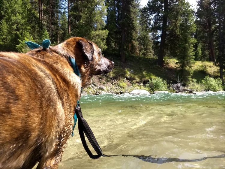 beau cucciolo acqua