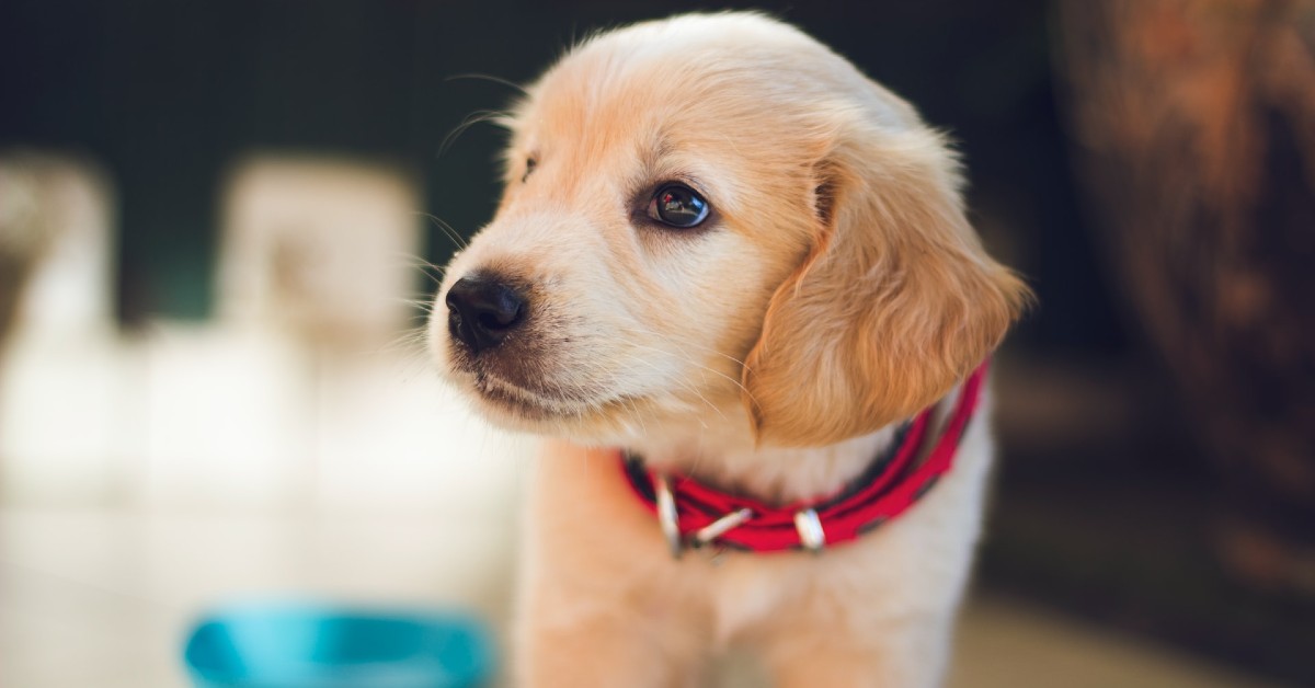 cucciolo di cane lasciato solo