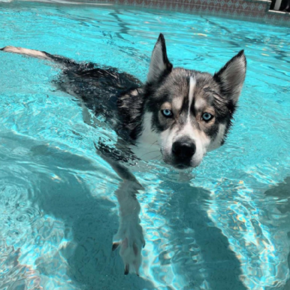 blue cane husky dispettoso