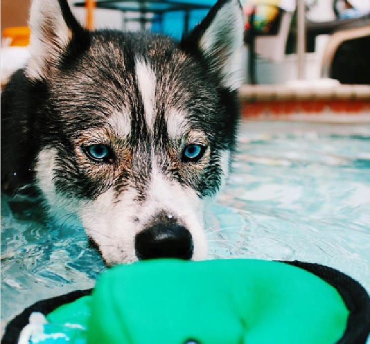 blue husky cane furbo malizioso