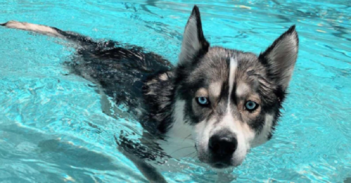 Blue, l’Husky che si rifugia in piscina quando la combina grossa (VIDEO)