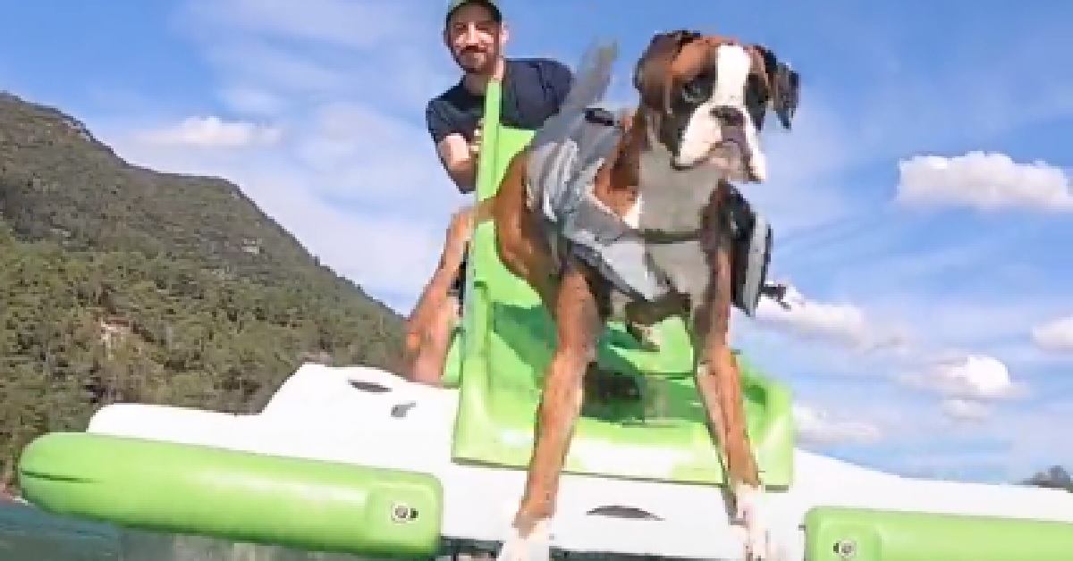 Bobby, il cucciolo di Boxer che adora l’acqua e le sorprese (VIDEO)