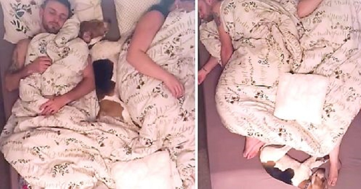 Bruno, il cane Beagle che dorme in posizioni buffe (VIDEO)