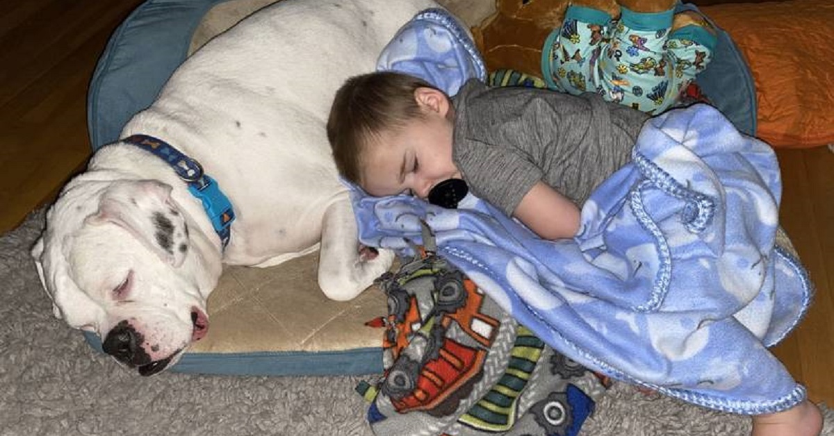 Brutus, il cane con il quale ogni notte il neonato vuole dormire (VIDEO)
