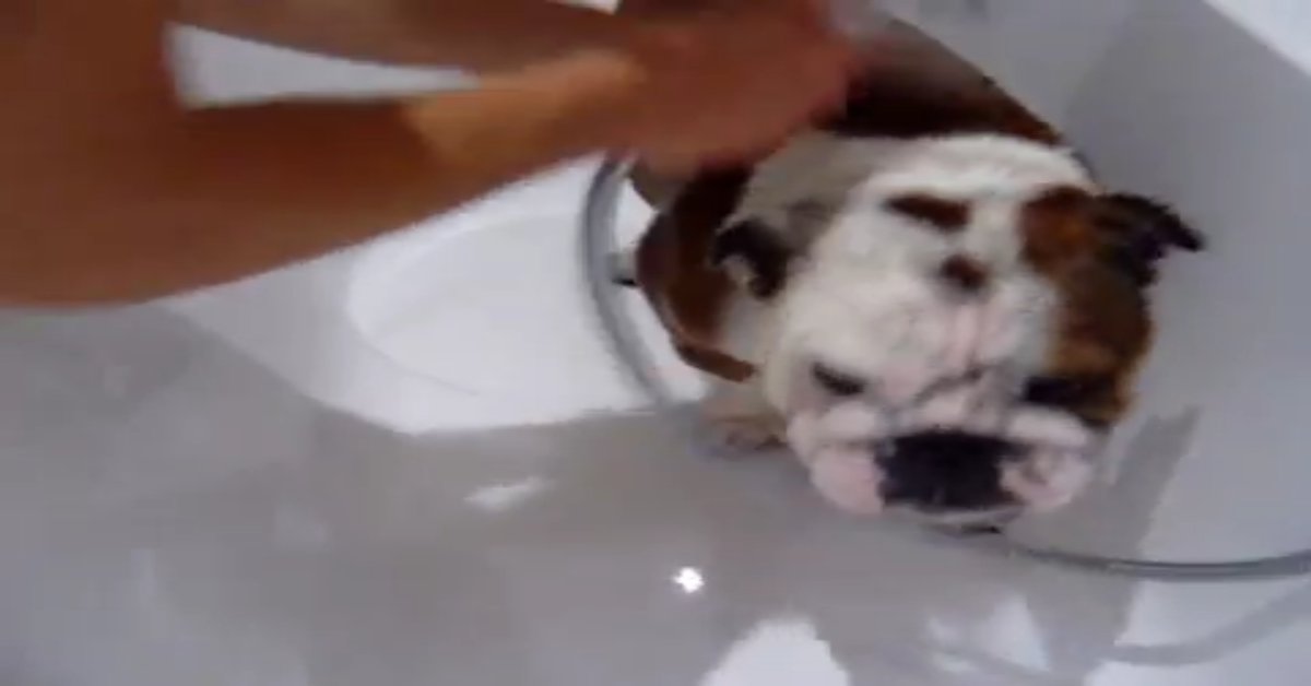 Un dolcissimo Bulldog fa il bagno nella vasca (VIDEO)