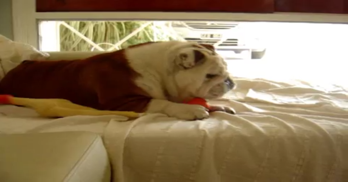 Bulldog fa il compleanno e i suoi padroni lo festeggiano così (VIDEO)