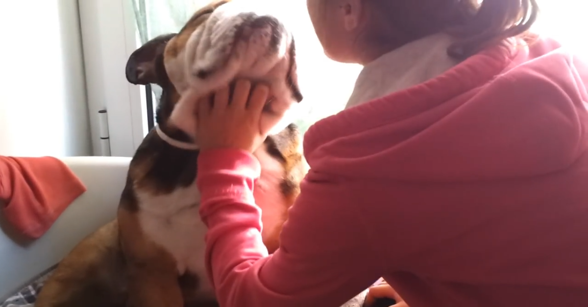 Questo dolce Bulldog inglese vuole le coccole (VIDEO)