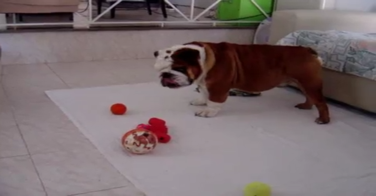 Un dolcissimo Bulldog vuole giocare con i suoi giochi (VIDEO)