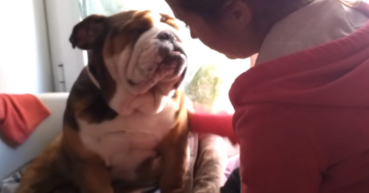 Bulldog vuole le coccole della sua dolcissima padrona (VIDEO)