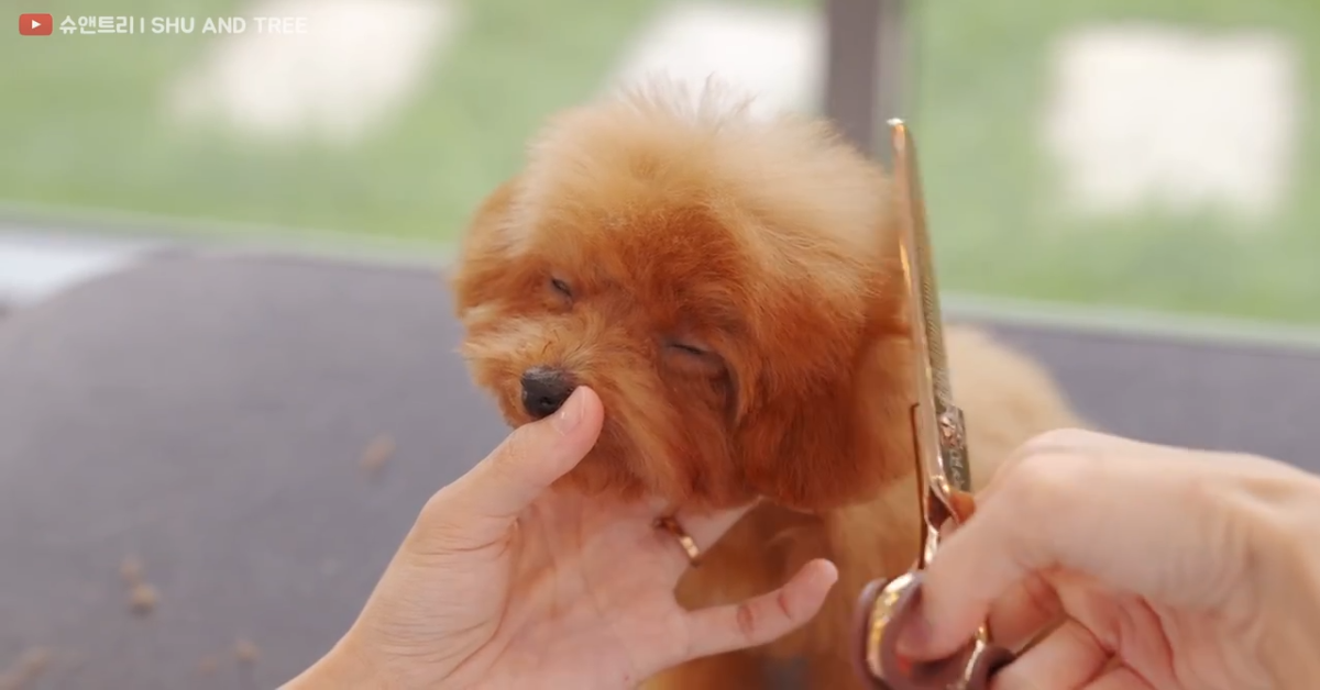 Questo dolcissimo cagnolino fa il bagno senza fare capricci (VIDEO)