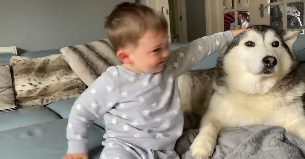 Due cagnoloni giocano con il fratellino umano (VIDEO)