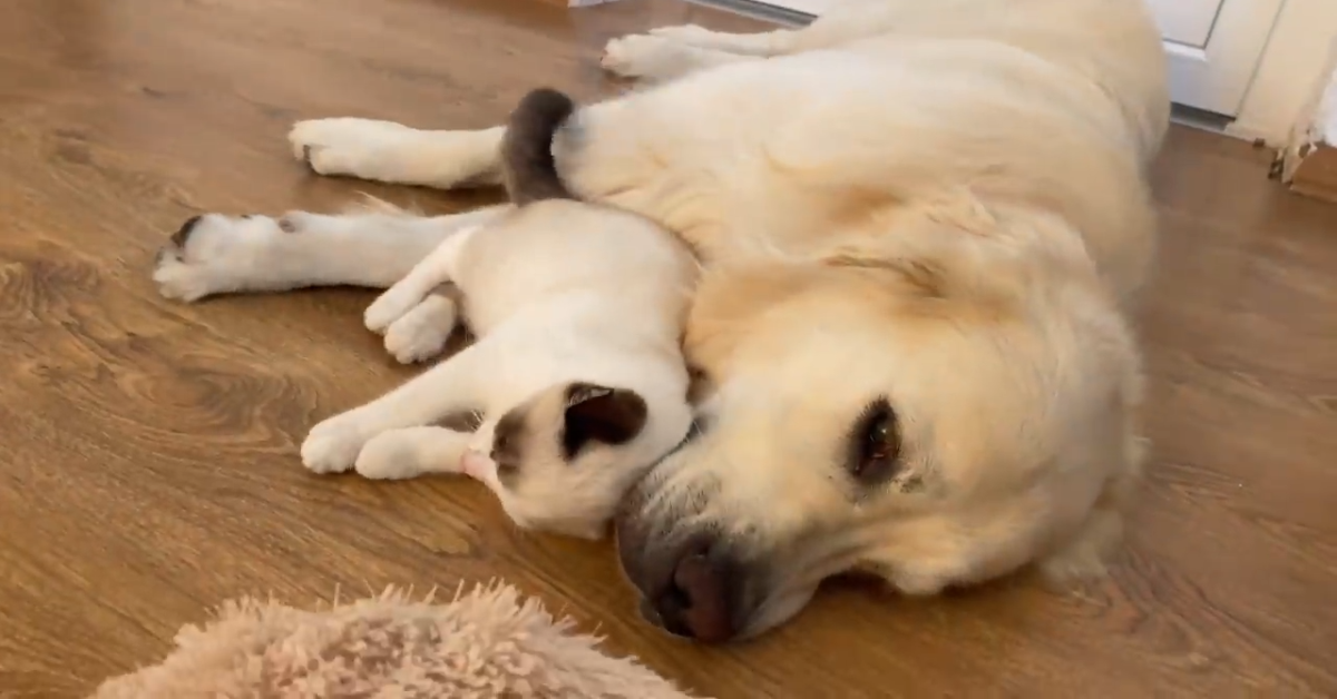 Un cane ama riposarsi con il gatto, suo amico fedele (VIDEO)