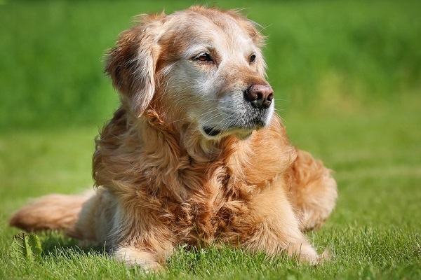 cane anziano su prato verde