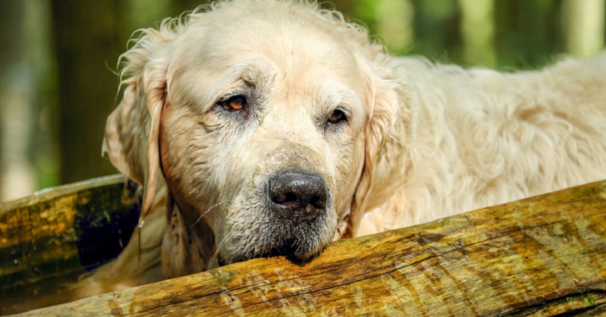 Cane anziano che barcolla: che cosa può significare e come aiutarlo