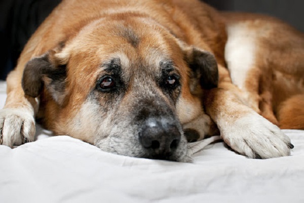 cane vecchio che sta male