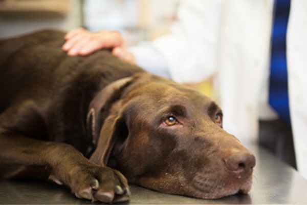 cane sul tavolo del veterinario