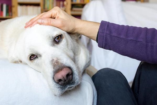 cane anziano che soffre