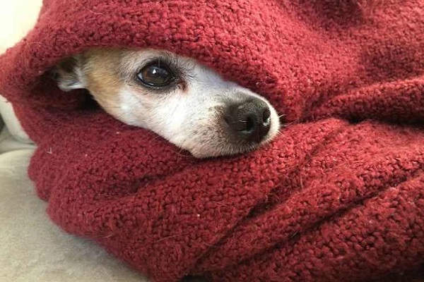 cane avvolto in coperta