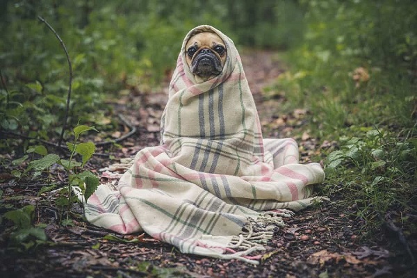 cane carlino con coperta