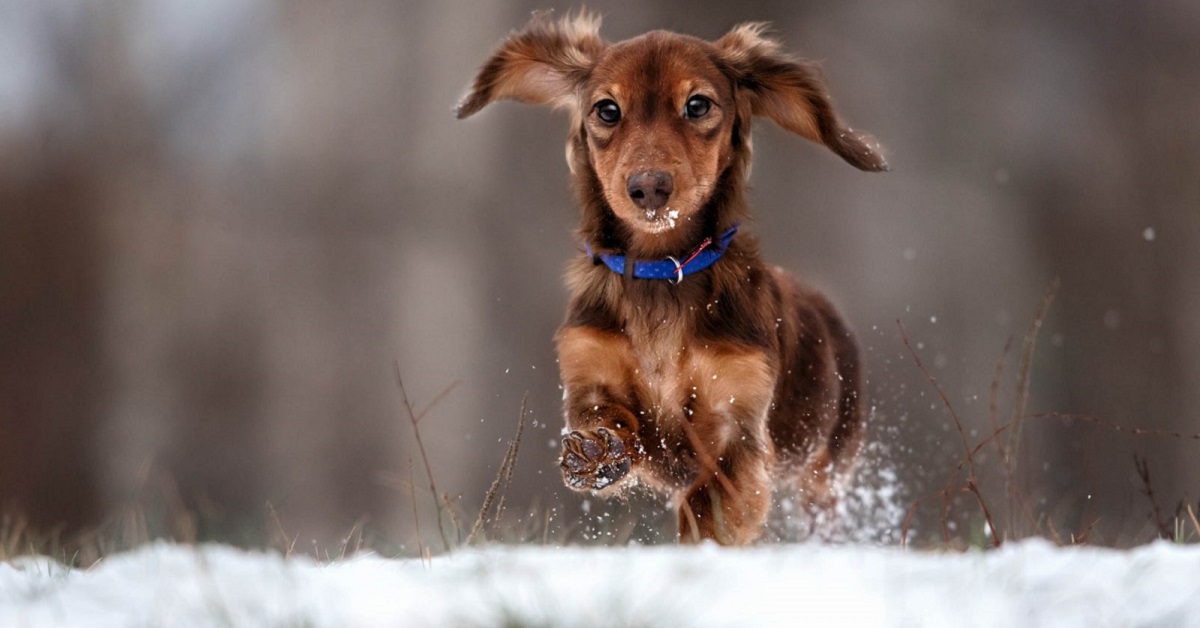 Cane anziano ha freddo: come fare a riscaldarlo e a tenerlo al sicuro