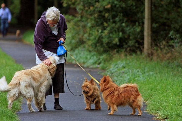 cani anziani che fanno la passeggiata