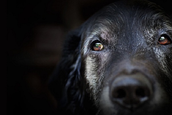 cane nero anziano