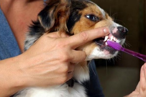 pulizia denti cane