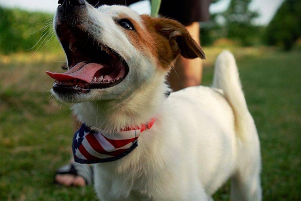 cane con bocca aperta