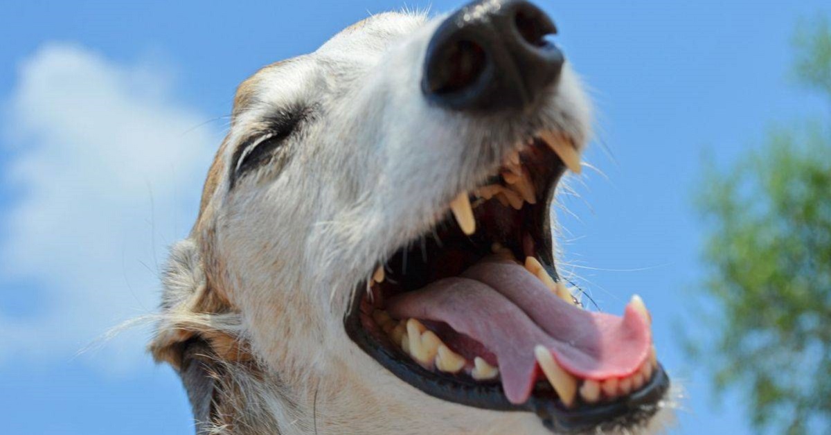 Cane anziano perde i denti: perché succede e cosa bisogna fare