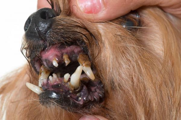 cane con problemi ai denti