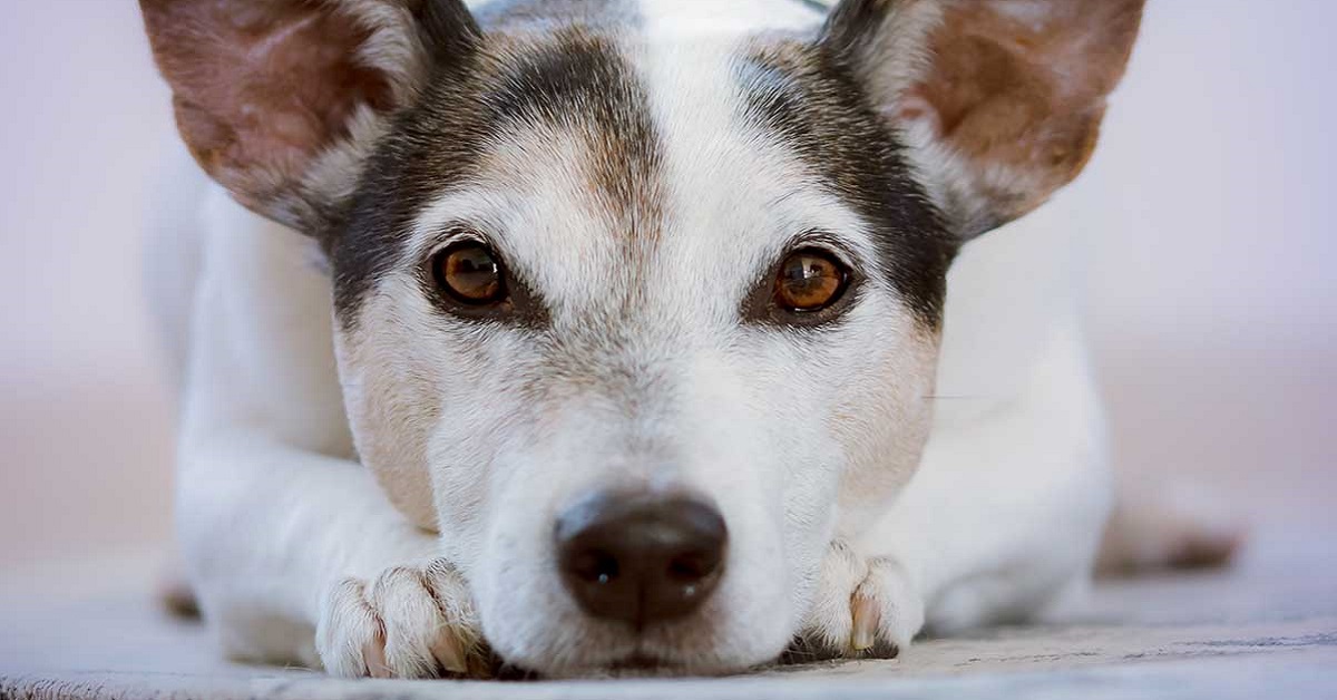 Cane anziano puzza: le possibili cause e come riuscire a rimediare