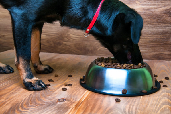 cane nero che mangia