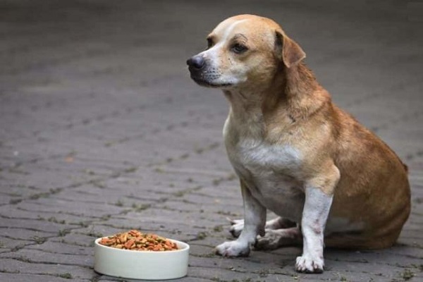 cane davanti a ciotola con il cibo
