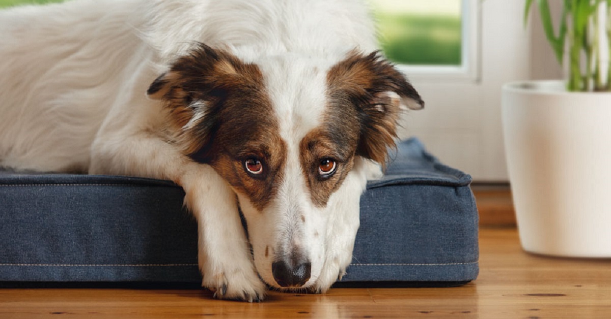 Quando un cane anziano rifiuta il cibo? Cosa fare e come reagire