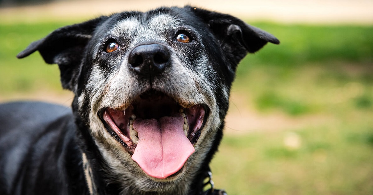 Cane anziano, quali sono le vitamine che non possono proprio mancargli?