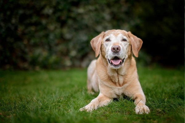 cane anziano golden retriever