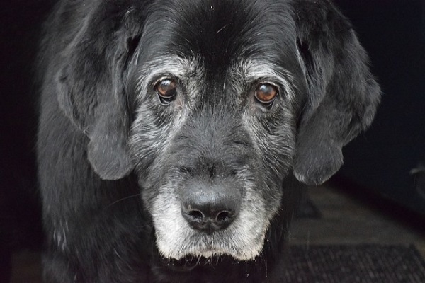 cane anziano nero