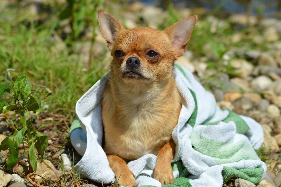 chihuahua con una coperta