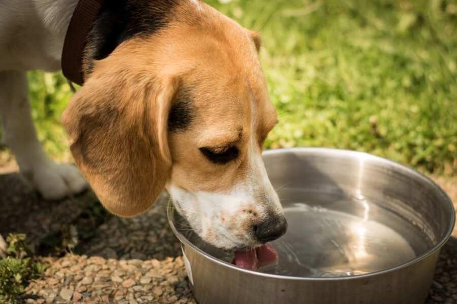 beagle che beve l'acqua dalla ciotola