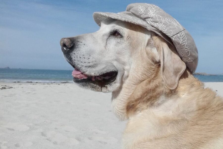 cane con un cappello in testa