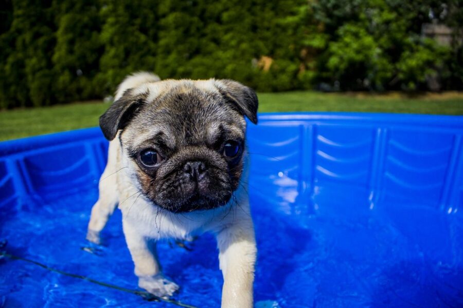 carlino in piscina